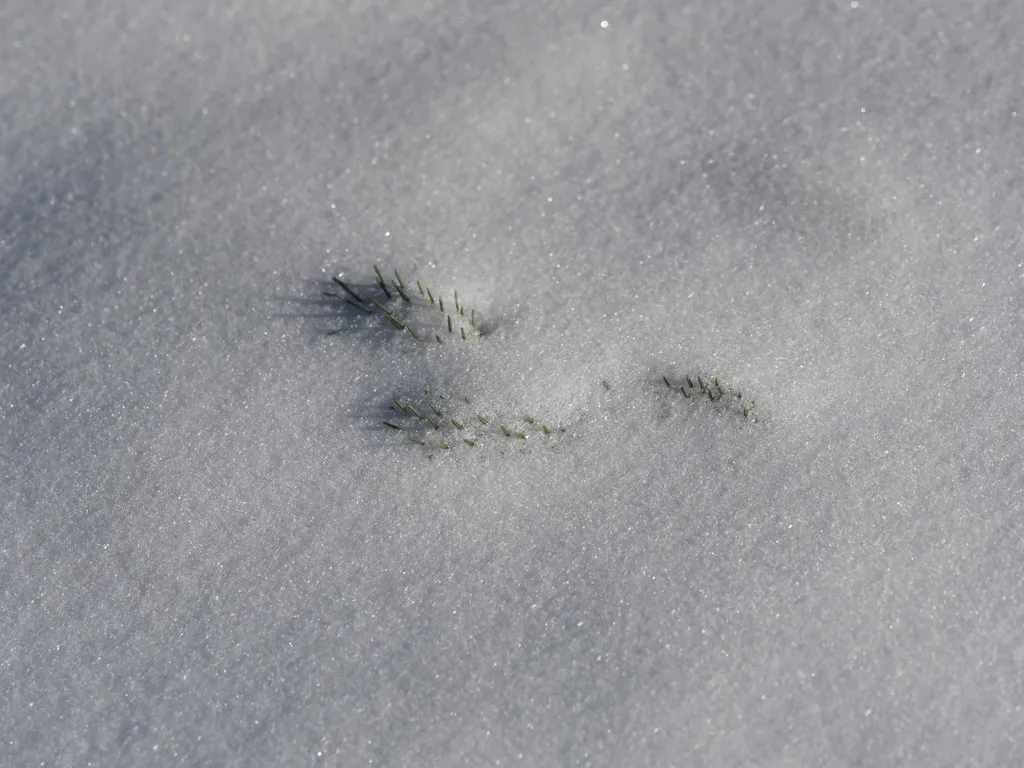 a branch of a pine tree sticking out of the snow