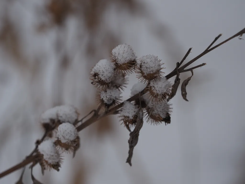 burrs covered in snow