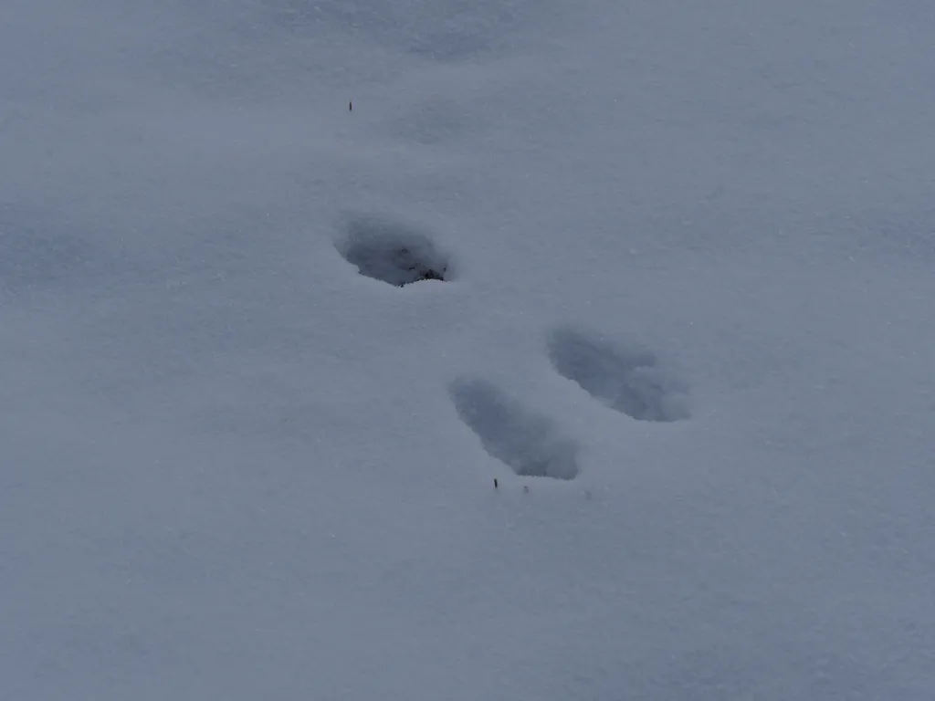 a rabbit print in the snow