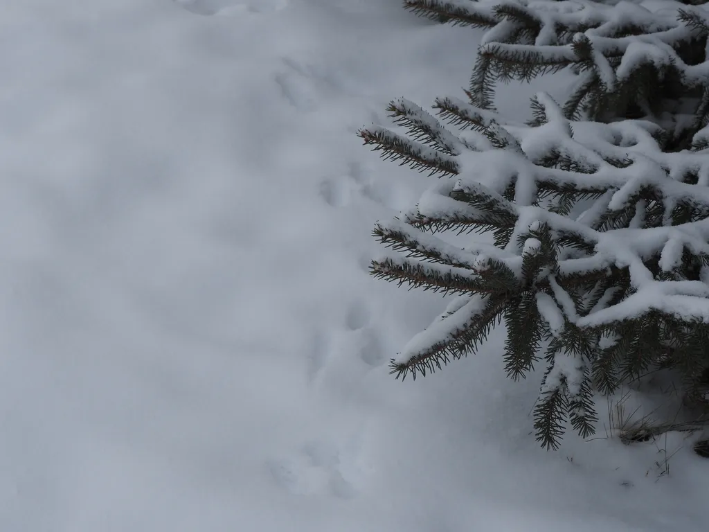 rabbit prints around a snow-covered pine