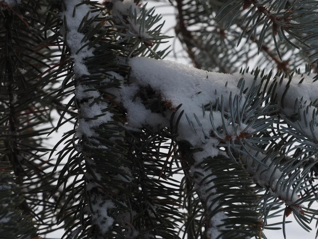 fresh powdery snow on a pine branch