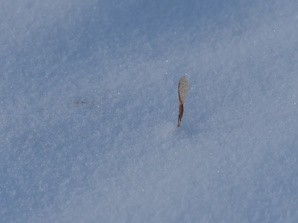 a single propeller seed sticking out of fresh snow