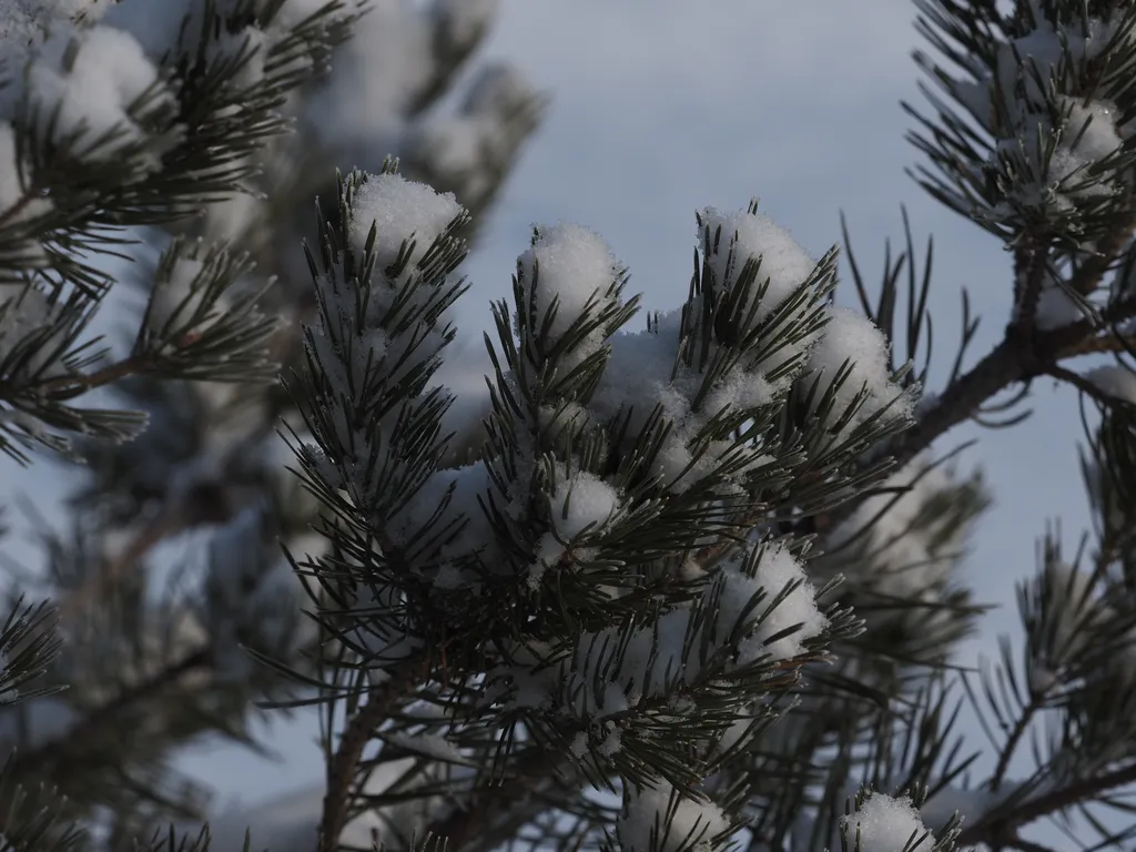 snow in pine branches