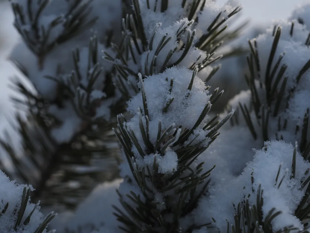 snow in pine branches