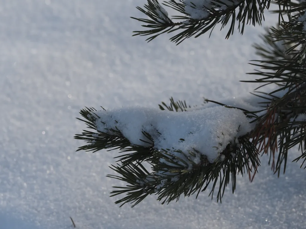 snow on pine branches