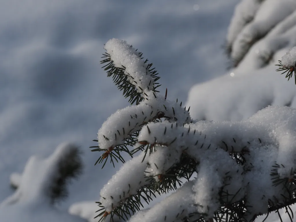 snow on a pine branch