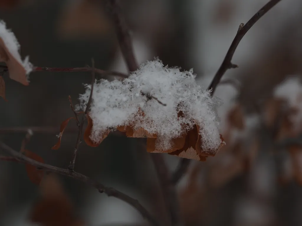 fresh snow on a tree