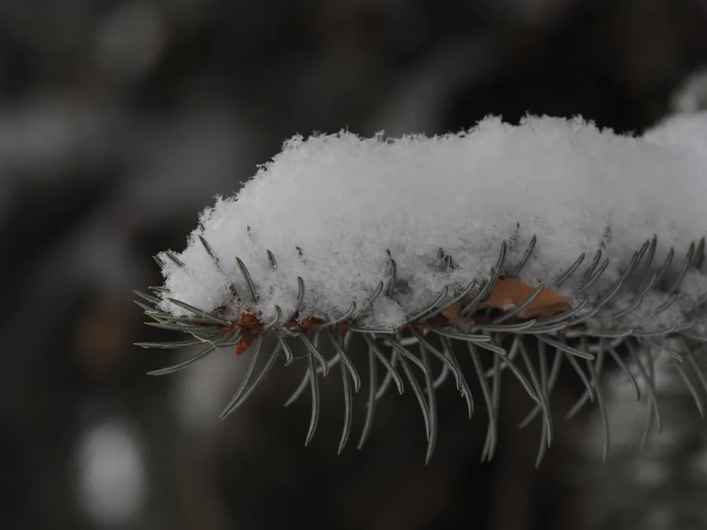 fresh snow on a pine branch