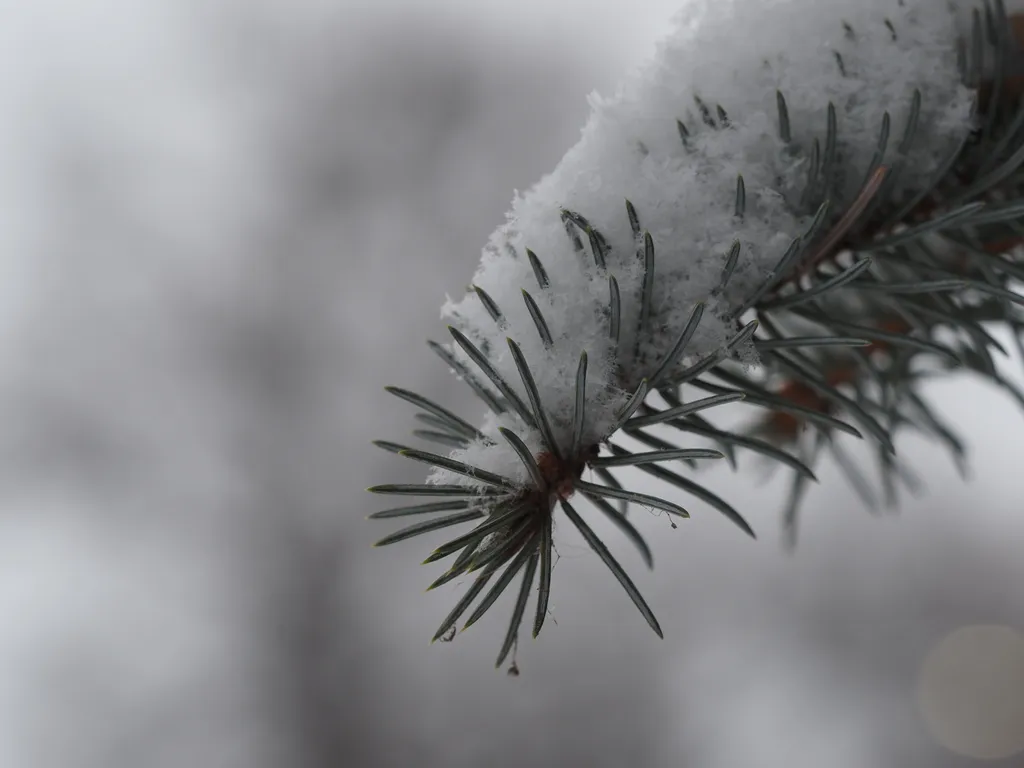 fresh snow on a pine branch