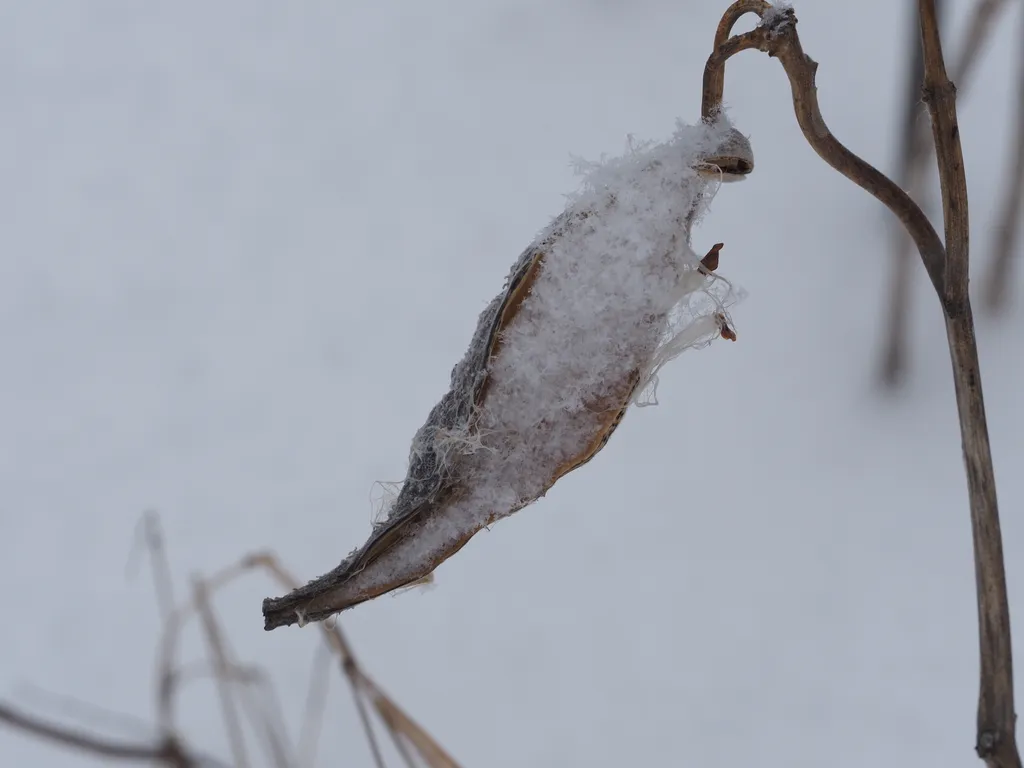 fluffy snow in a milkweed pod