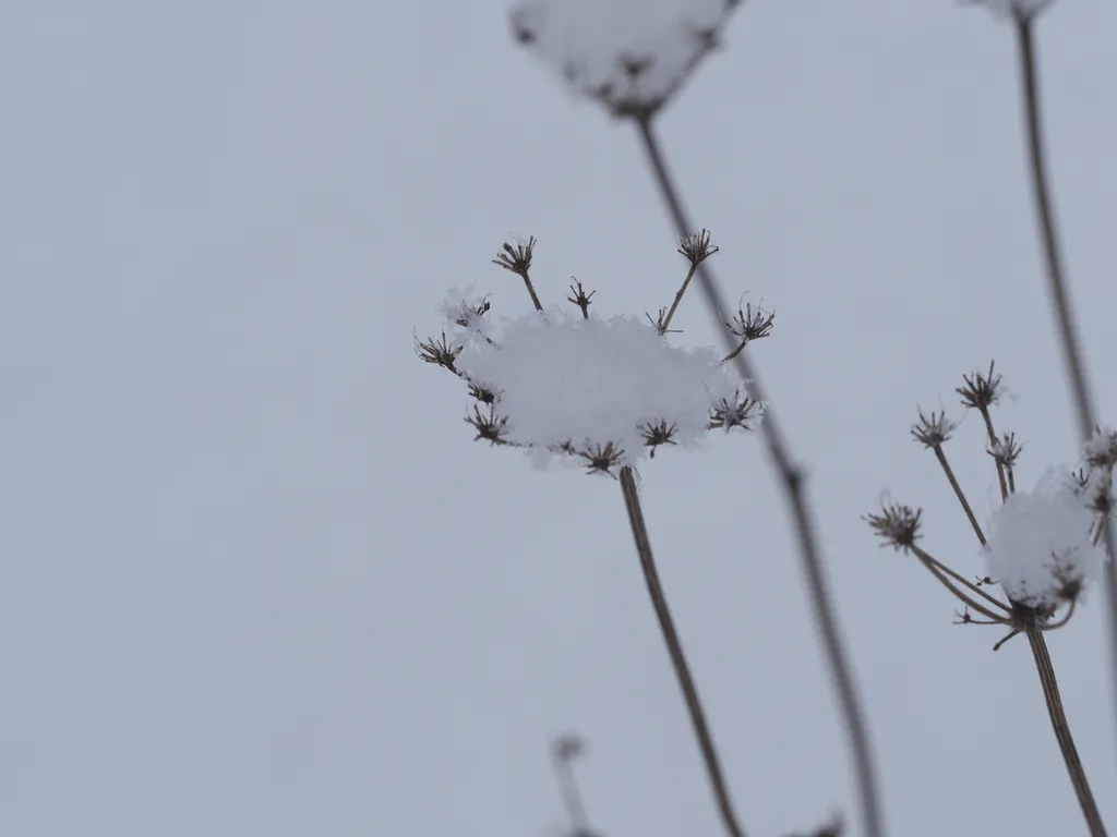 snow collected on a flower