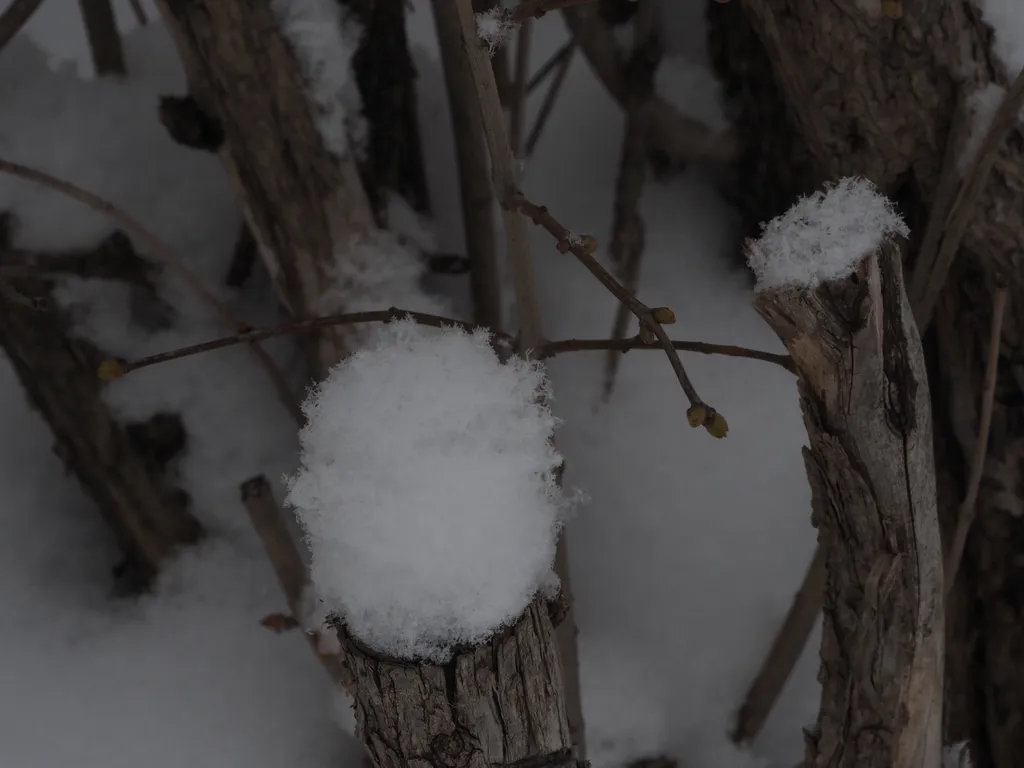 fresh snow on cut trunks of a shrub