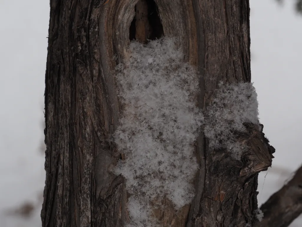 wispy snow along a knothole on a tree