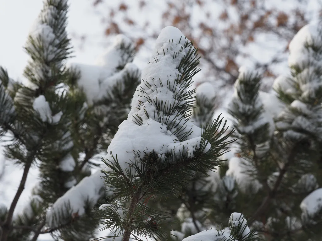 snow on pine branches