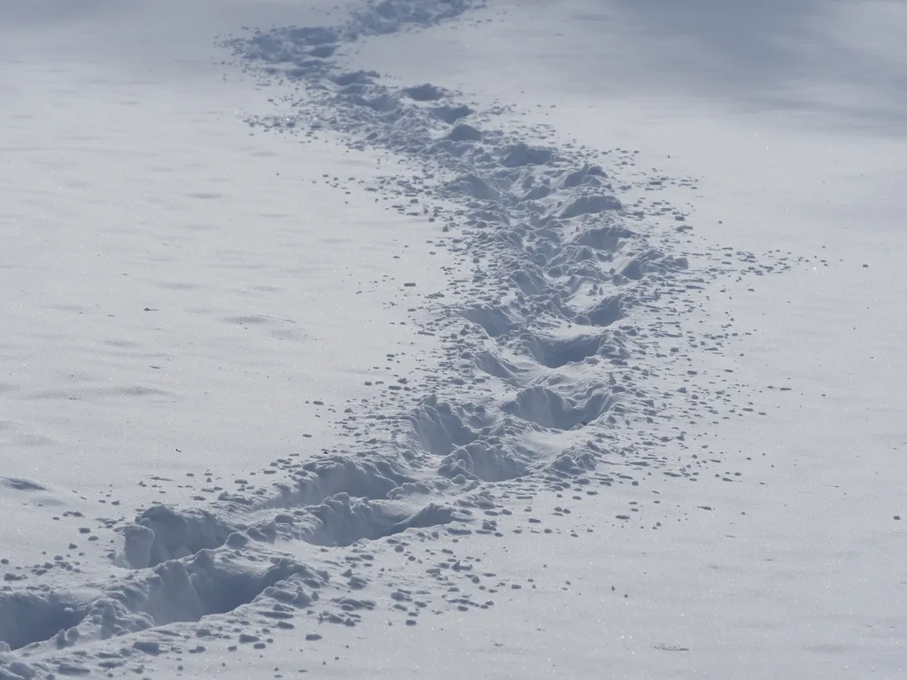 footprints in the snow