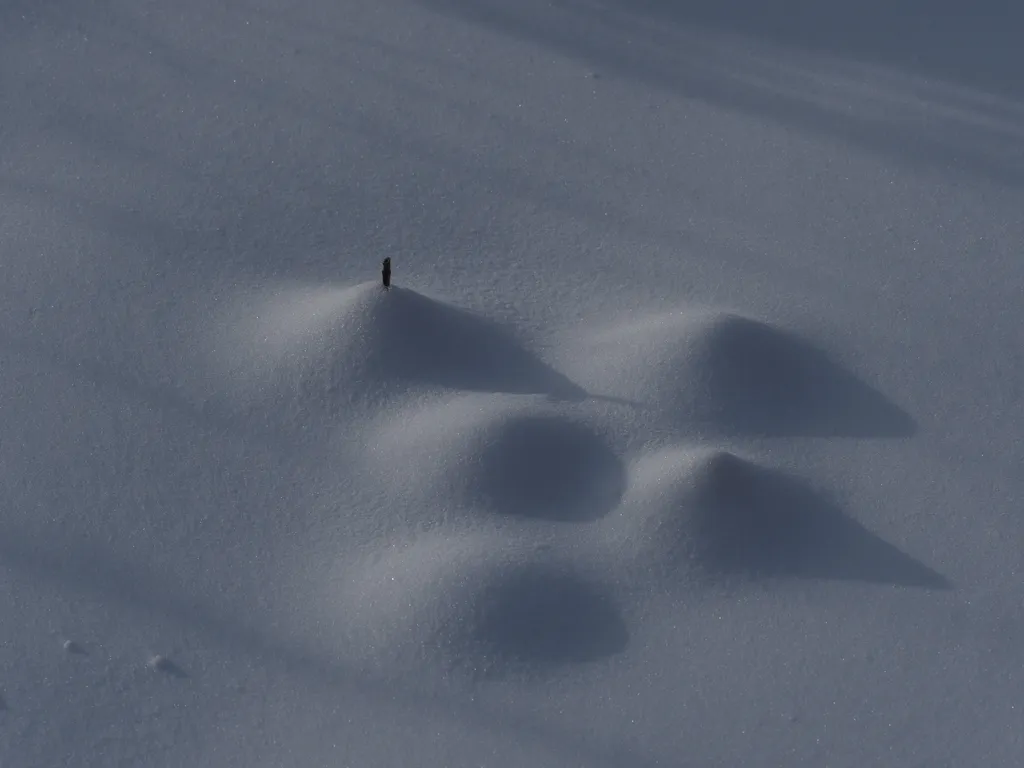 plants sticking out of the snow with snow piling up around them