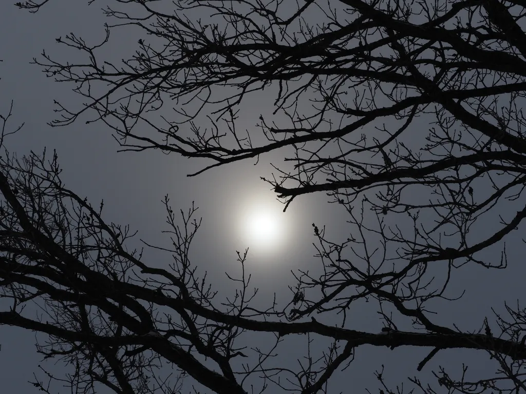 the sun behind clouds and flanked by bare branches