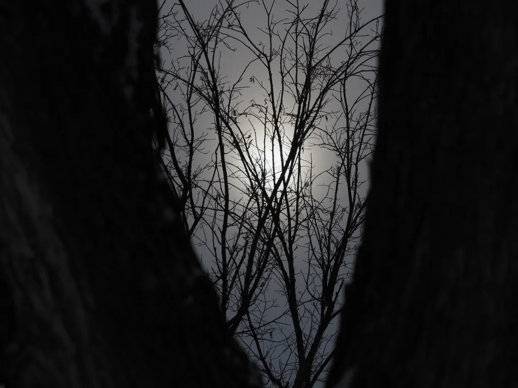 the sun behind clouds as viewed between the split trunk of a tree