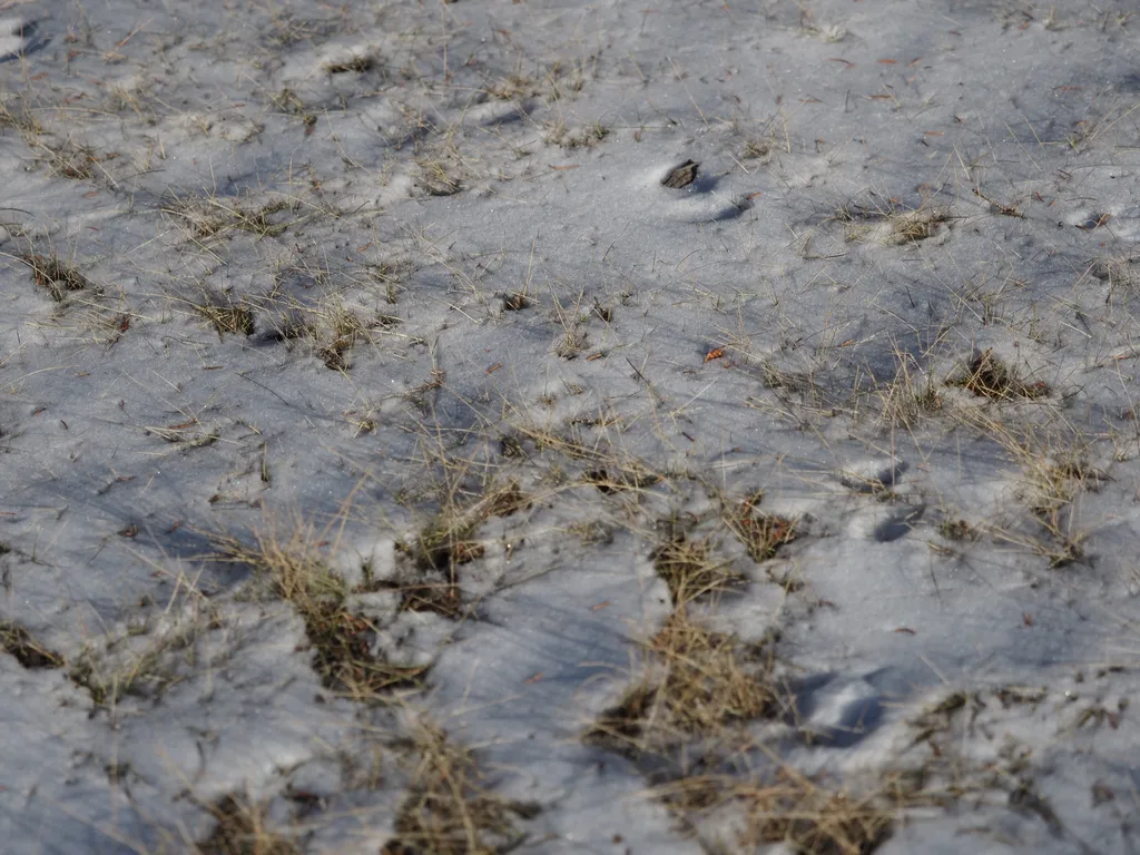 grass sticking out of the snow