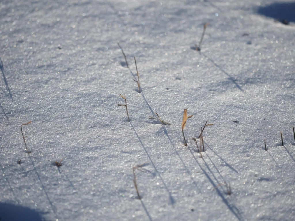 grass sticking out of snow