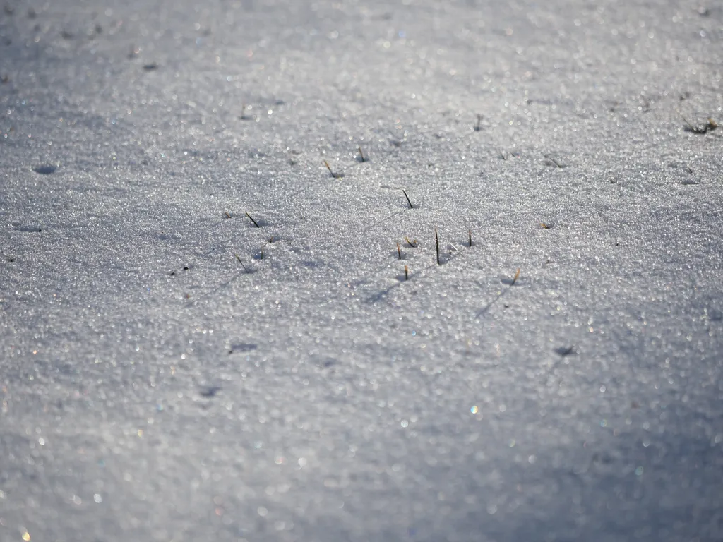 grass sticking out of snow