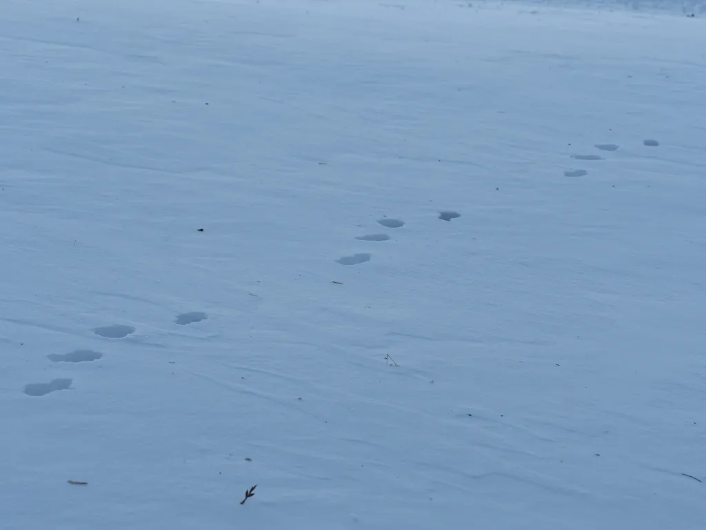 animal footprints in the snow