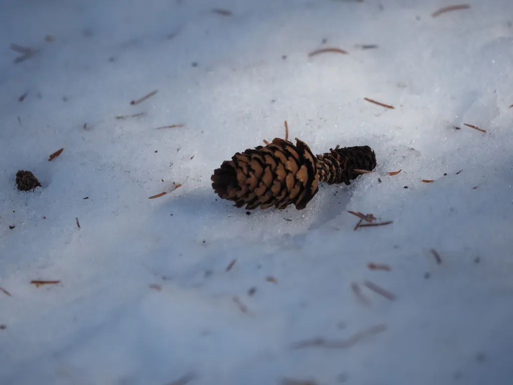 a pinecone in the snow