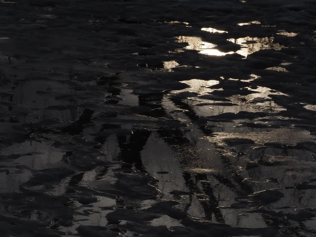 a tree reflected in an icy puddle