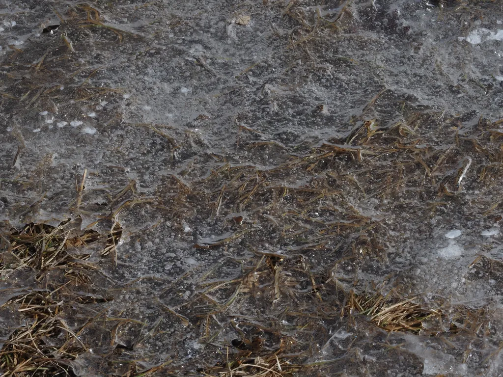 grass frozen in ice