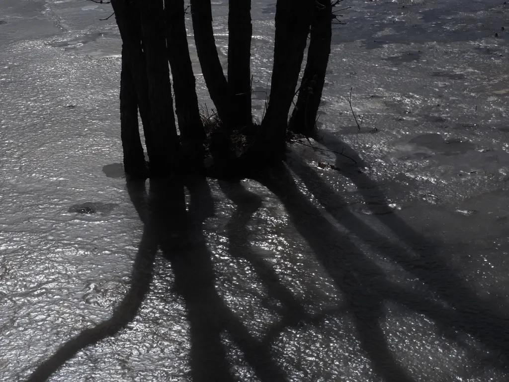 a tree casting shadows onto thick ice