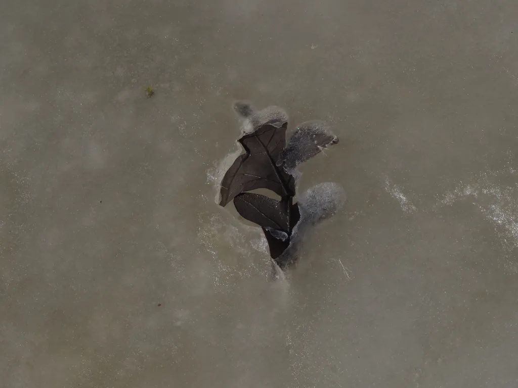 a leaf submerged in ice