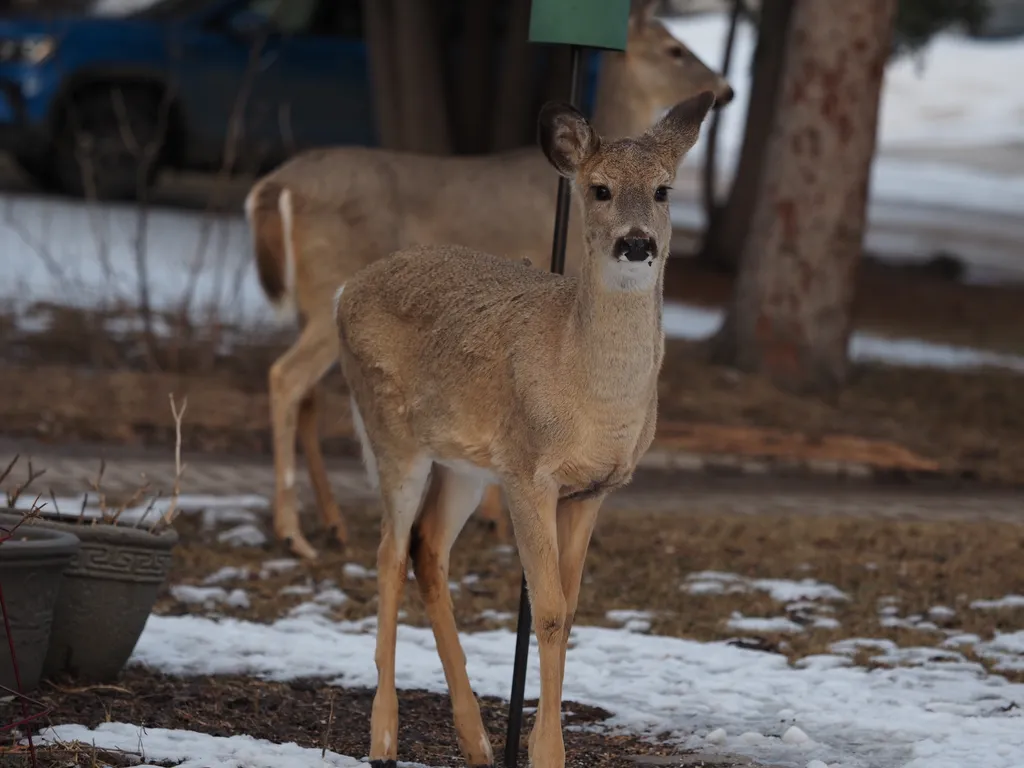 deer standing on a lawn