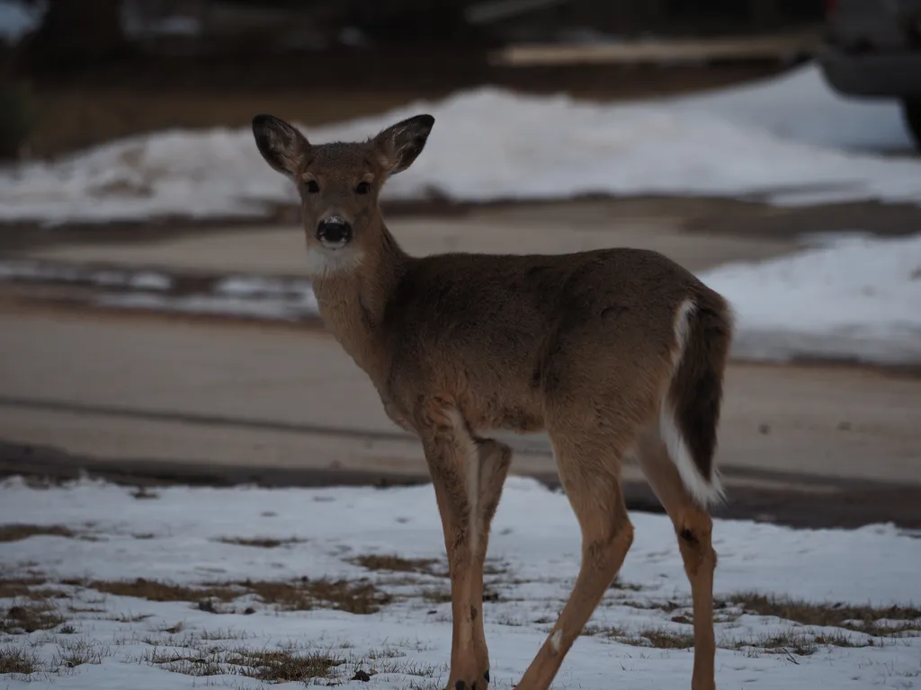 deer standing on a lawn