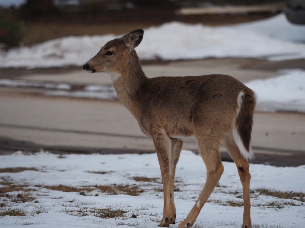 deer standing on a lawn