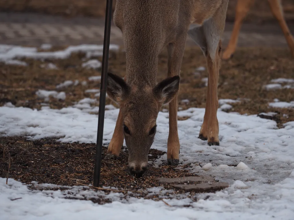 deer standing on a lawn