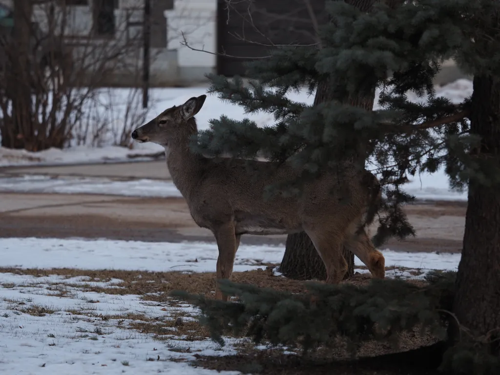 deer standing on a lawn