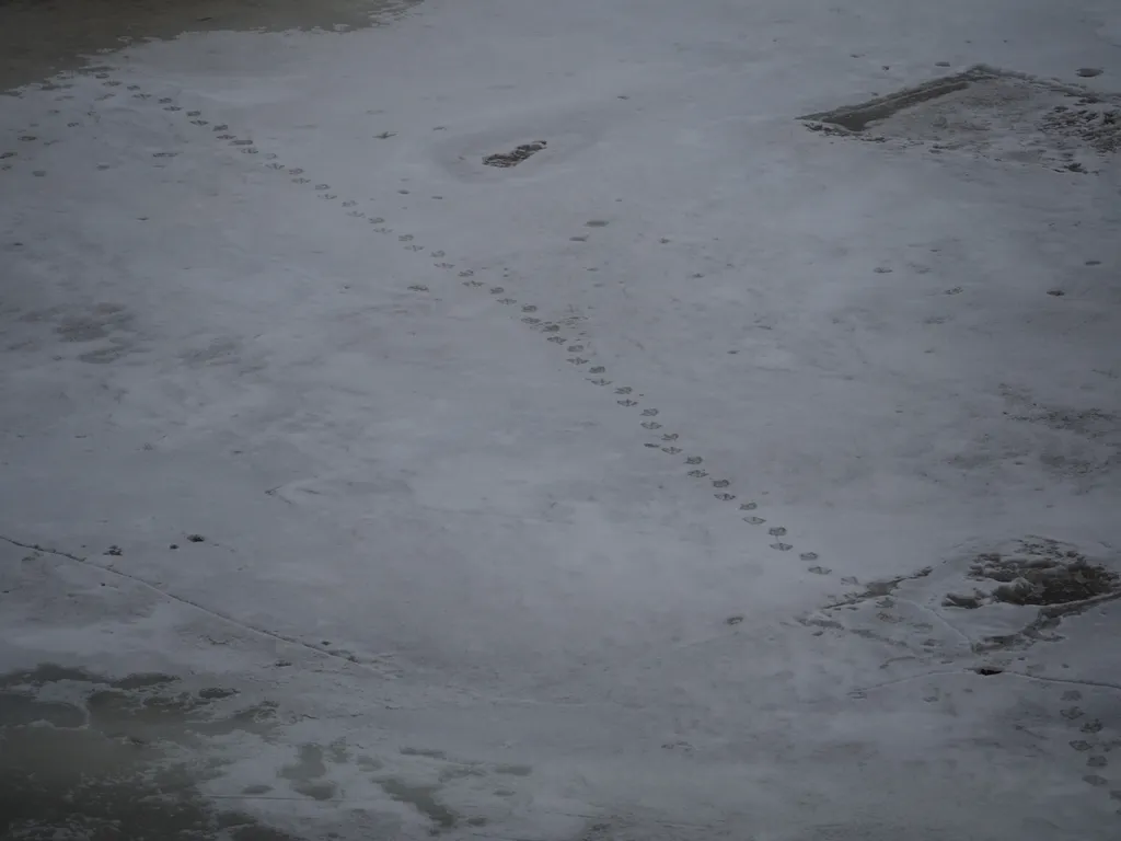 webbed footprints in the snow on a frozen river