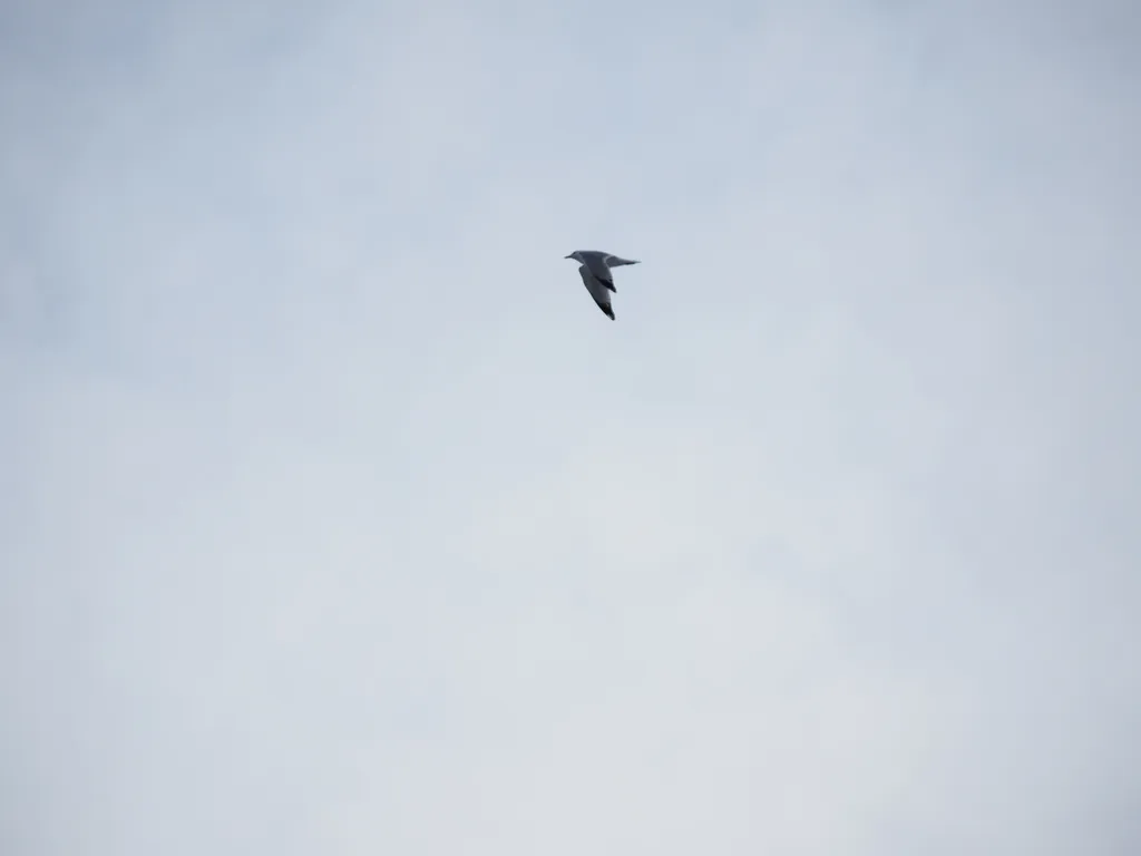 a seagull flying across a featureless sky