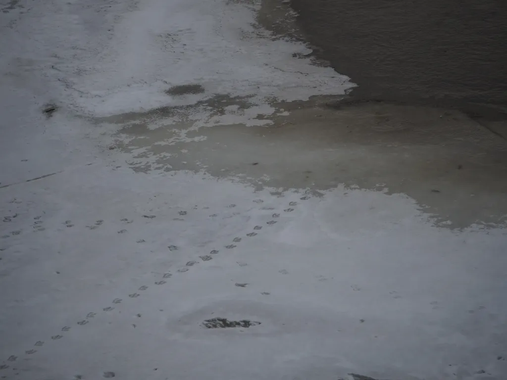 goose footprints leading toward open water on a frozen river