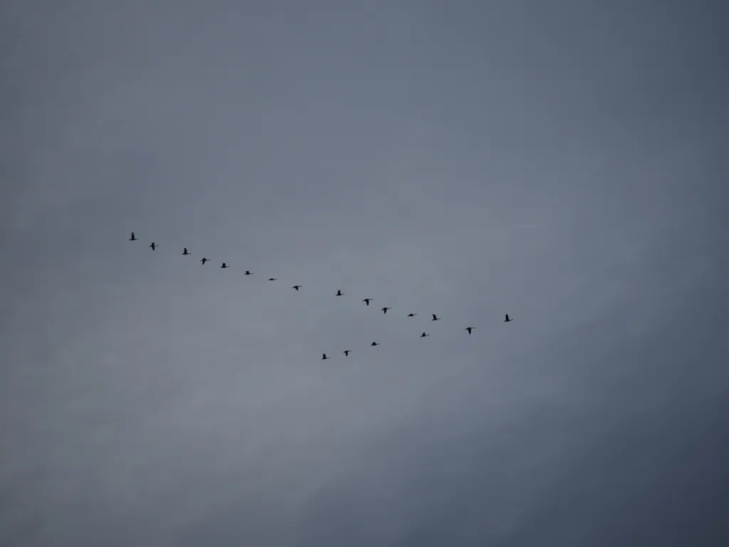 geese flying in a V