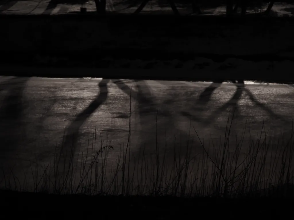 trees casting shadows onto a frozen river at night