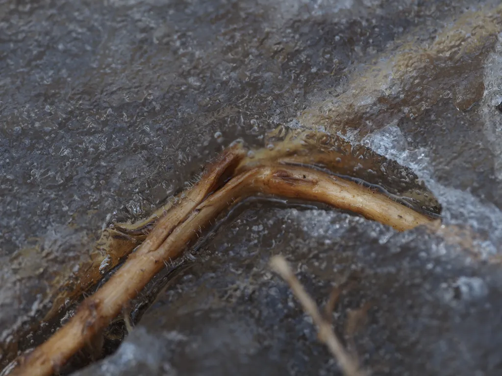 the spiny stem of a plant trapped in ice