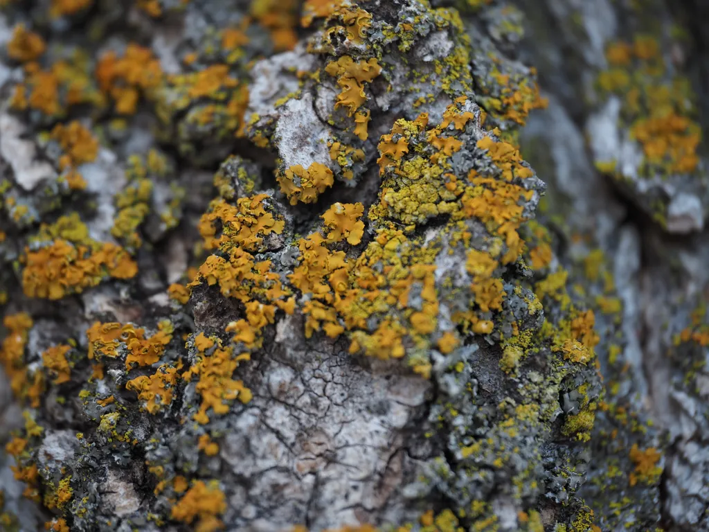 orange lichen growing on a tree