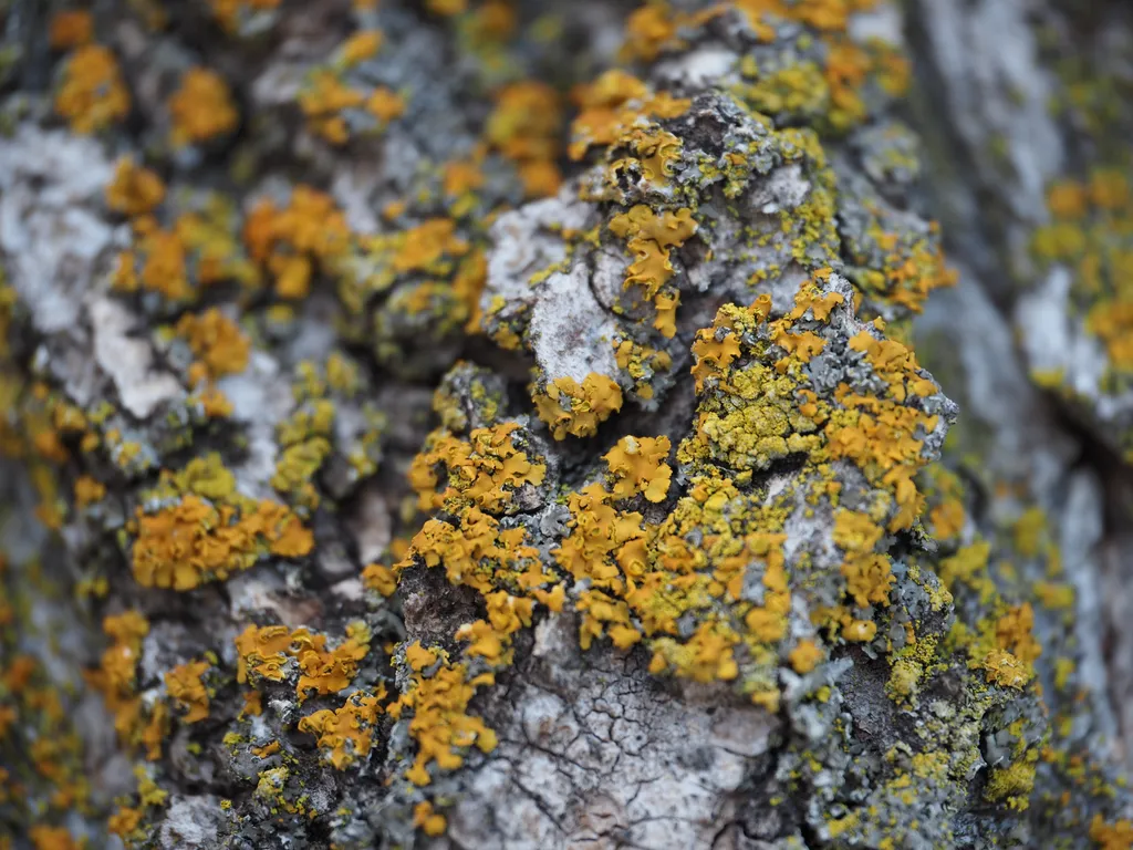 orange lichen growing on a tree