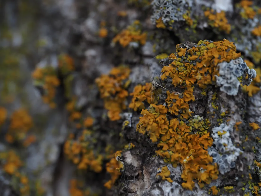 a fluffy seed caught in orange lichen growing on a tree