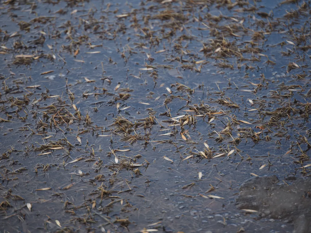 fallen seeds floating on a puddle on a lawn