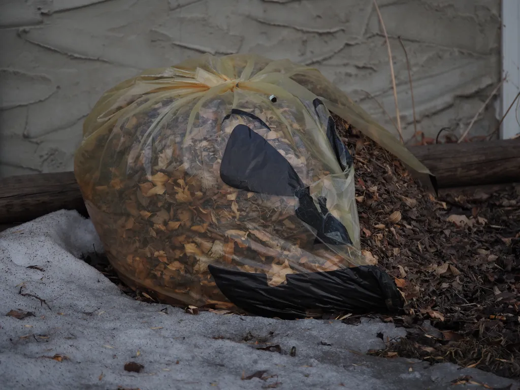 leaves escaping a ripped jack o'lantern yard bag in the snow