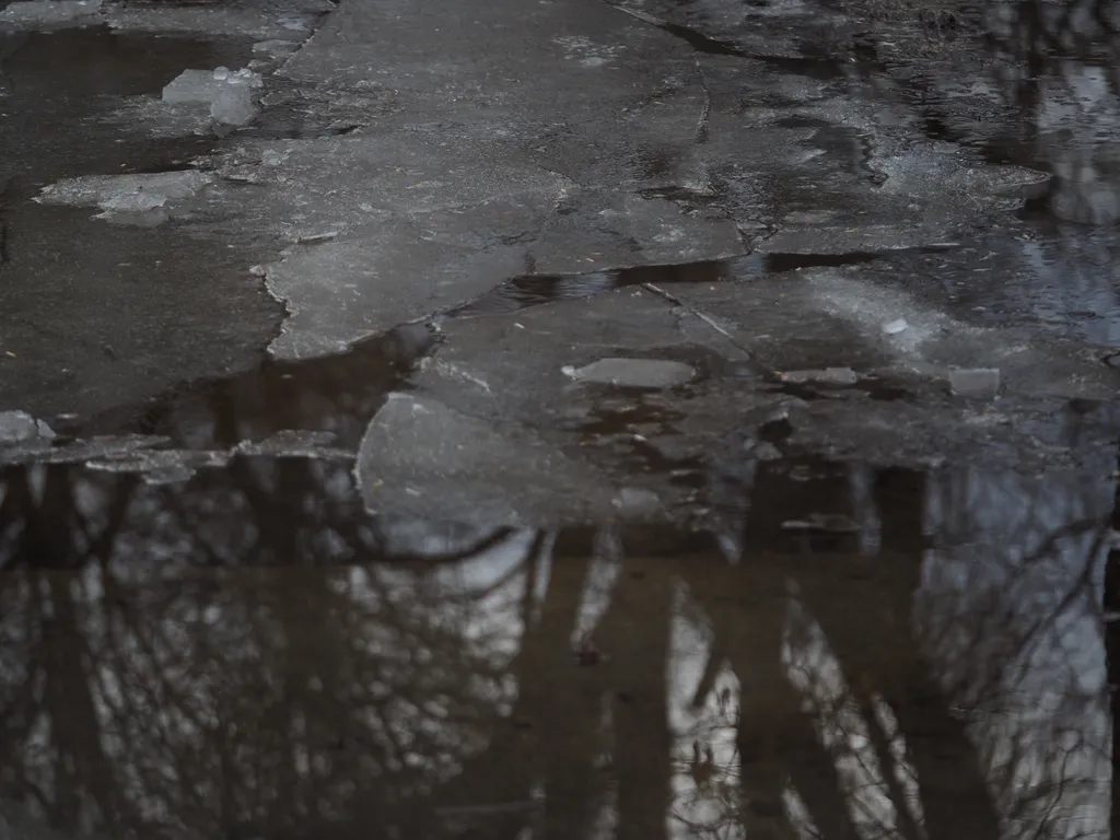 trees reflected in an icy puddle