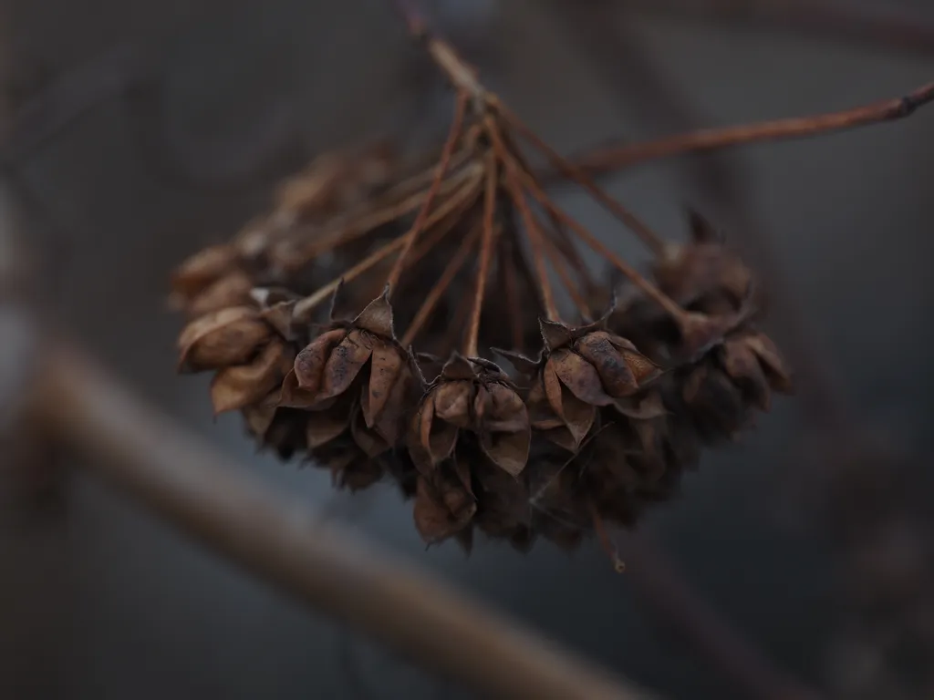 seed pods hanging from a branch in a basket shape