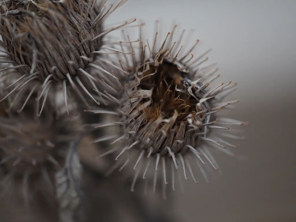 a burdock burr